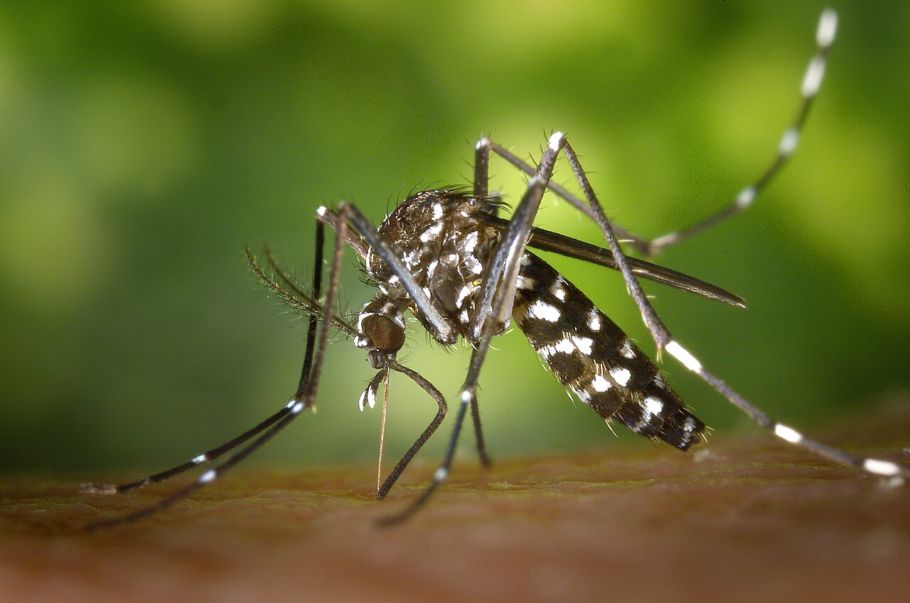 Aedes mosquito — dengue vector
