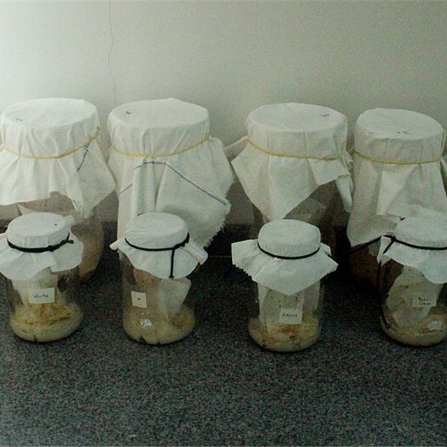 Mosquito larval test kit vials